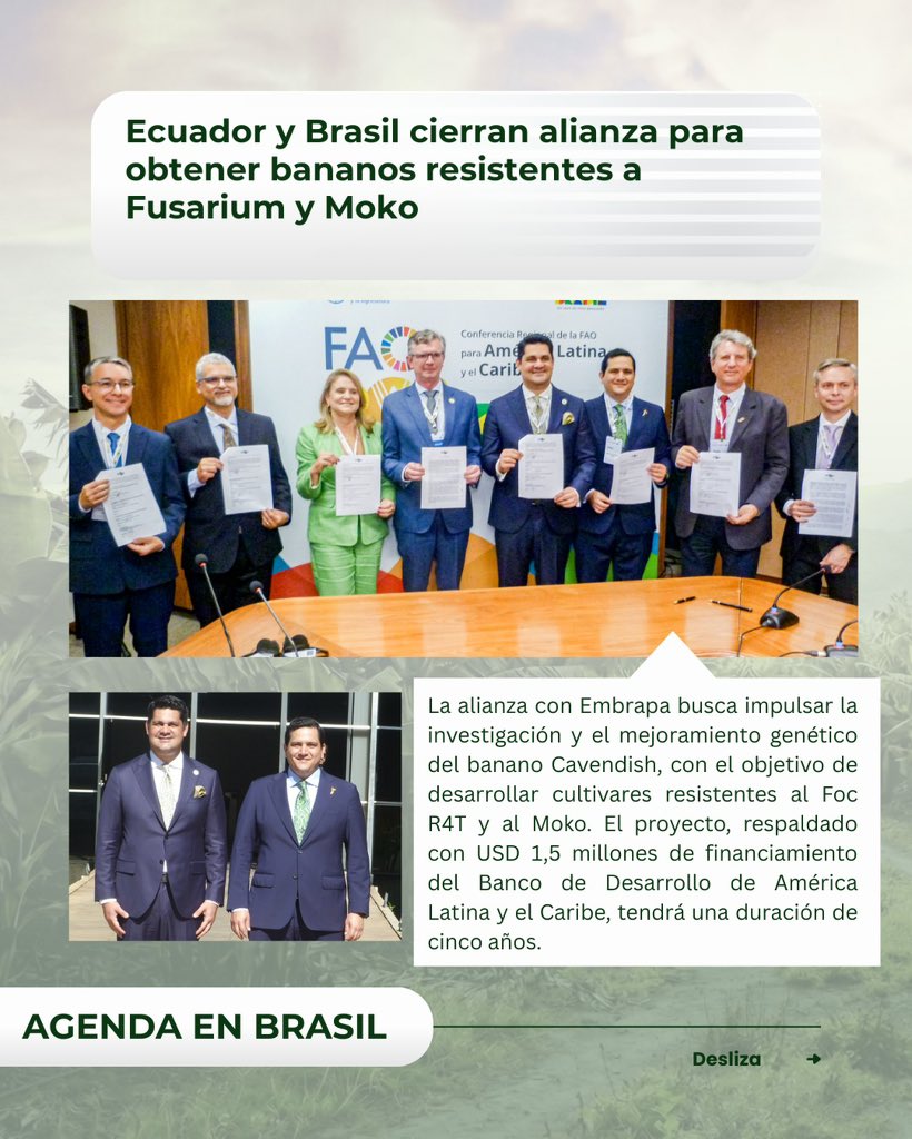aebeecuador's tweet photo. 🍌Durante la semana 10 #AEBE participó en diversos espacios que impulsan el desarrollo del sector bananero y fortalecen la articulación entre el ámbito empresarial, académico y diplomático. A continuación se presenta los eventos en los que participó el gremio.

#OrgulloAEBE https://t.co/FKYVbyolDt