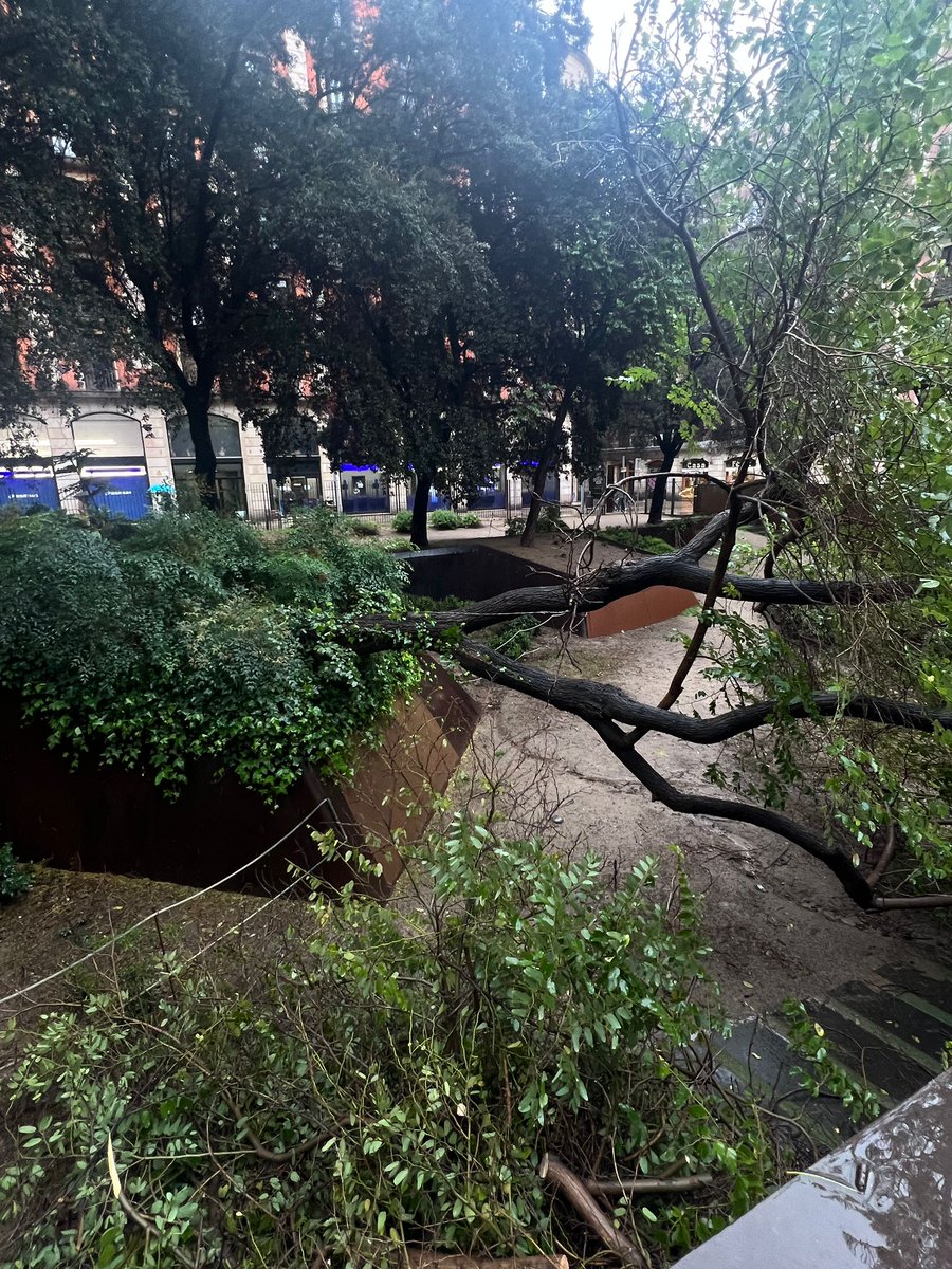 XARXA VEÏNAL GÒTIC tweet media