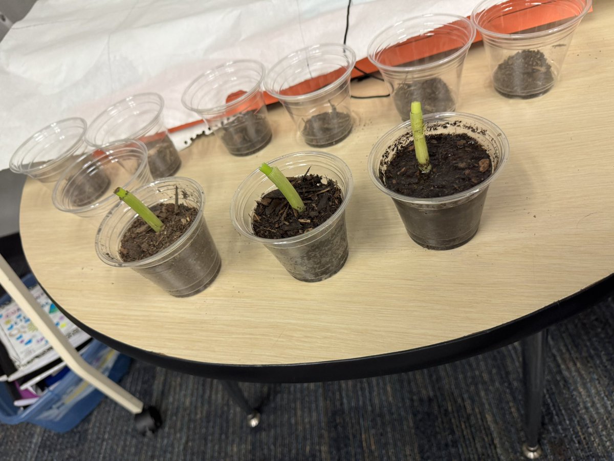 Collins Elementary tweet media