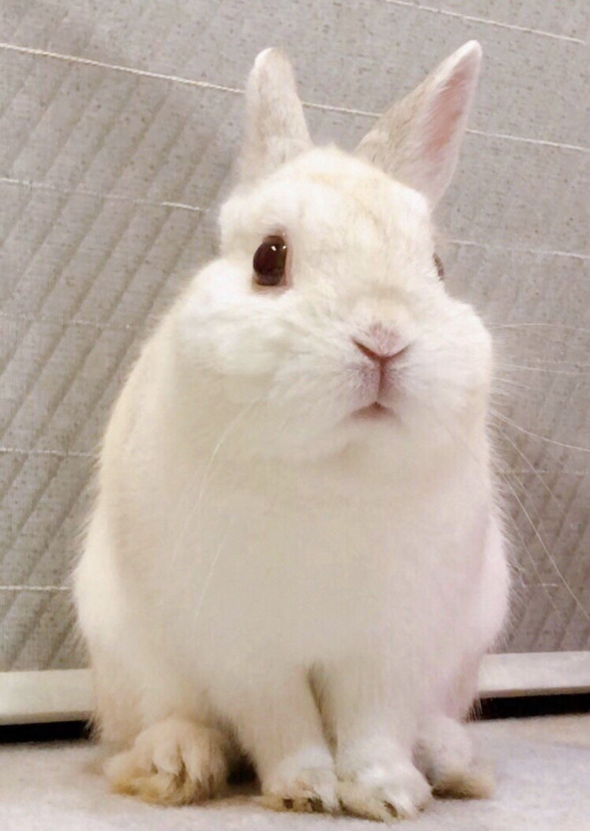 千代屋 tweet media