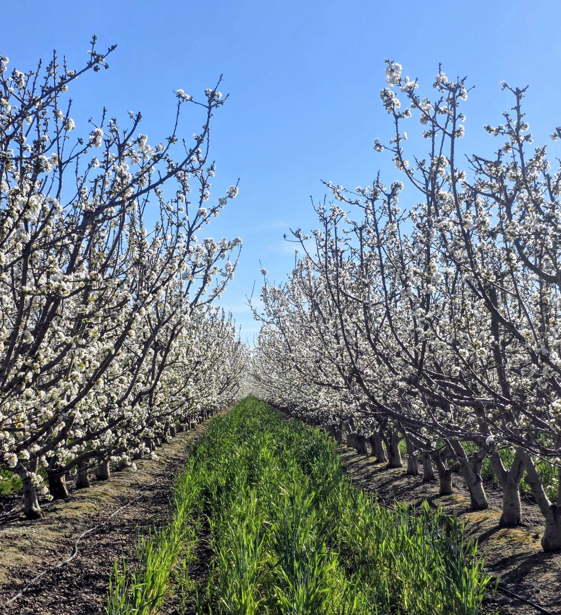 Cal Ag Solutions tweet media