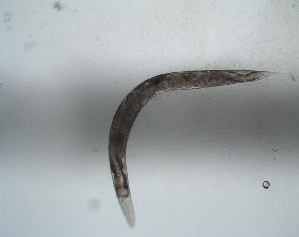 Daniel Williams tweet media