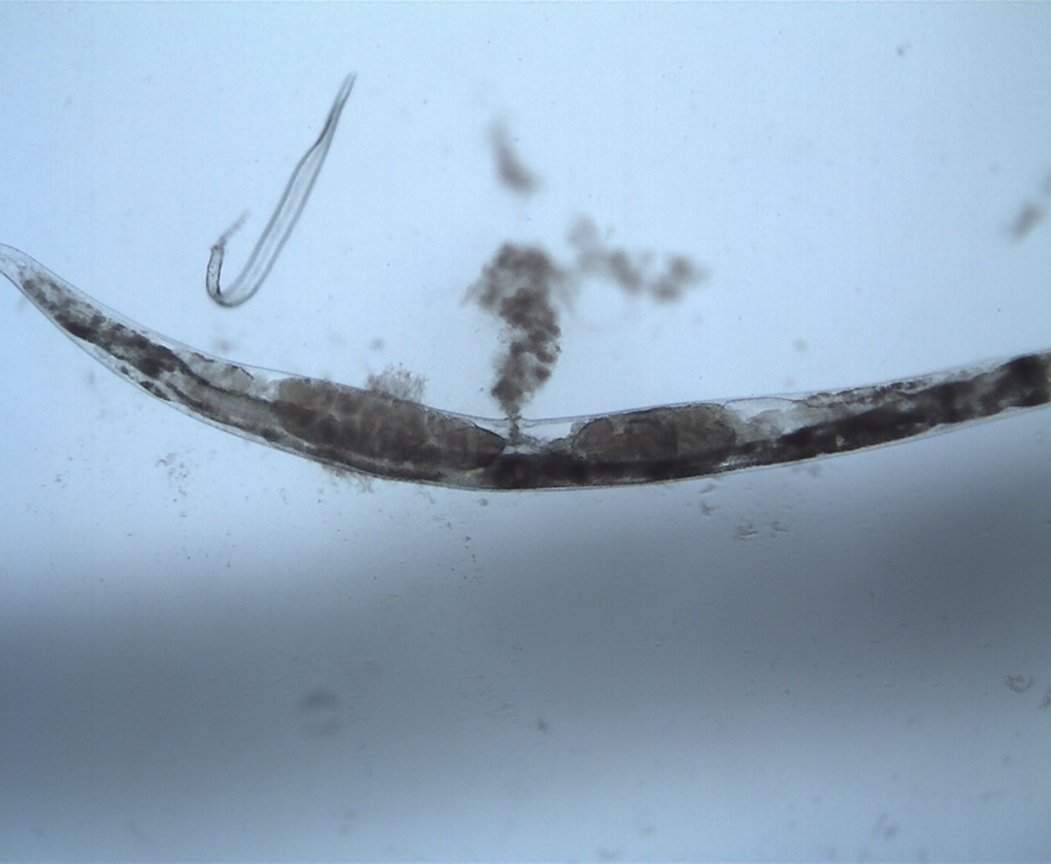 Daniel Williams tweet media