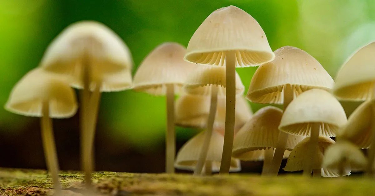 Steve Marek tweet media