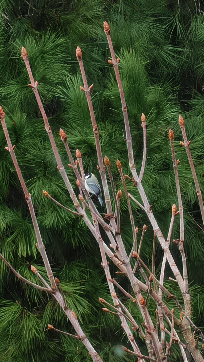 you ever seen a tit this great ?