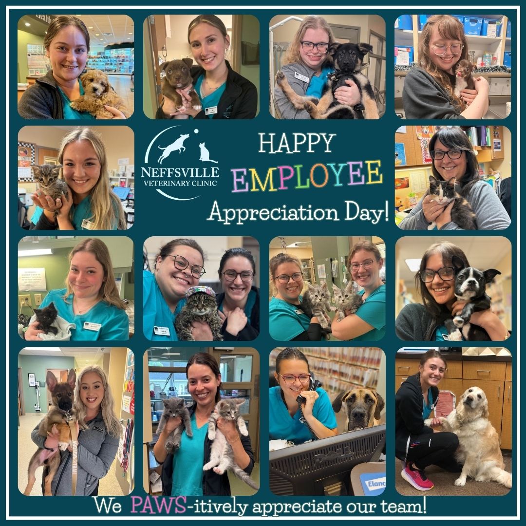 NeffsvilleVet's tweet photo. Happy Employee Appreciation Day to our paws-itively incredible team! Thanks for keeping tails wagging and pets feeling their best every single day. 📷📷 https://t.co/KBg0NMjgMQ