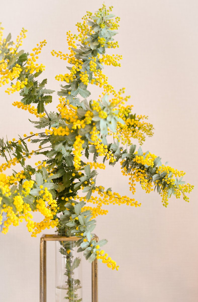 立派なミモザを頂いてしまった ミモザの木を育てている方がいて、それ