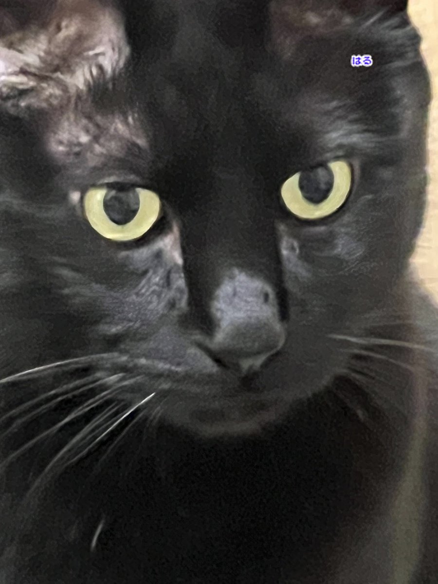 にゃん太郎 (@nyannyan__taro) / Posts / X