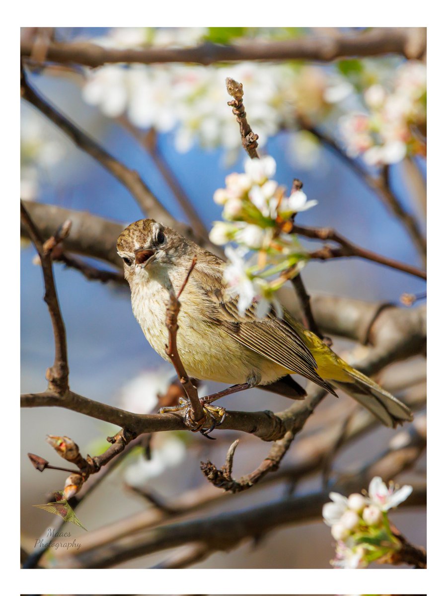 Avian Stalker tweet media