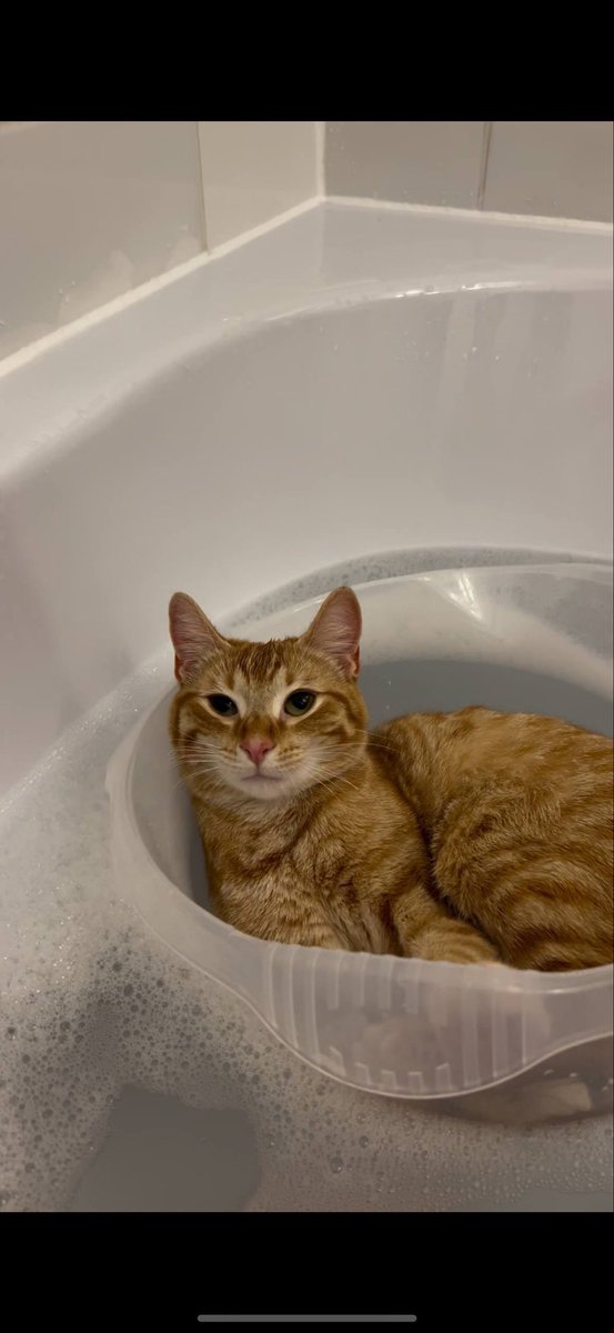 You gonna get left behind.

Goated team with one of the most vital cats.

Millions. 

$peachpablo