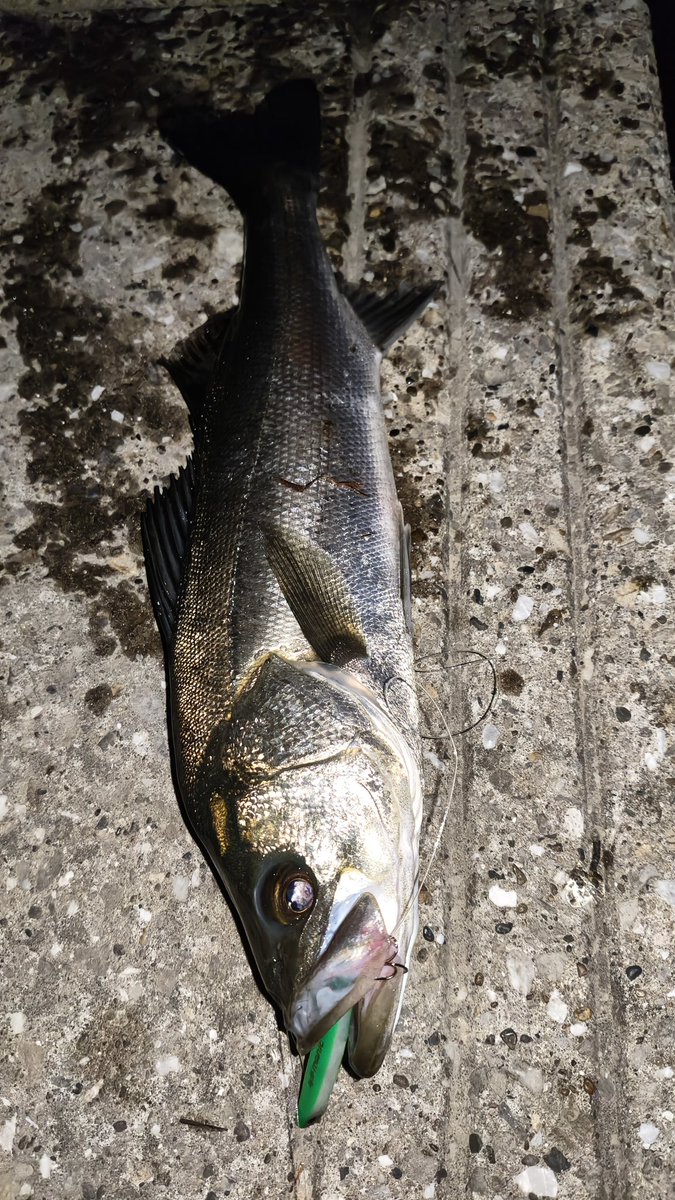 橘井茜@釣りする人 tweet media