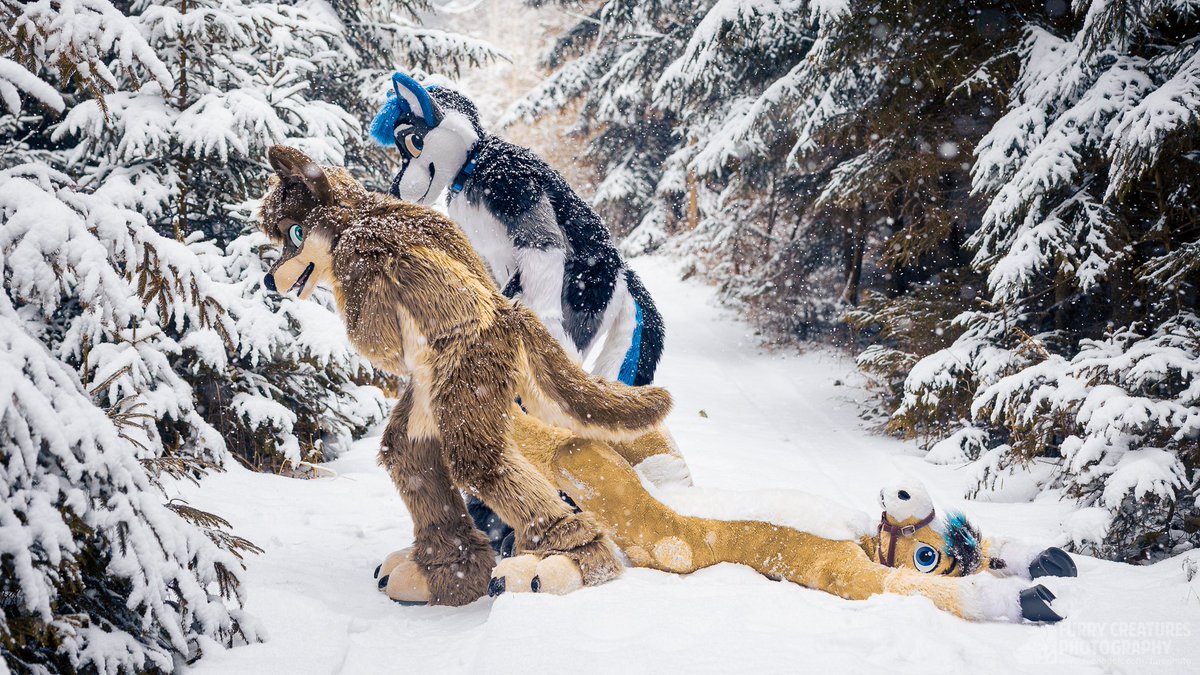 Furry C. Photo tweet media