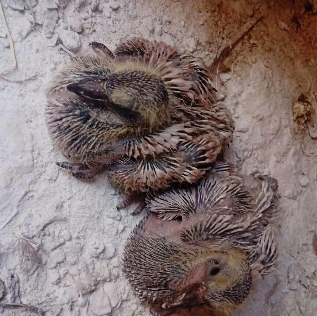 تركي tweet media