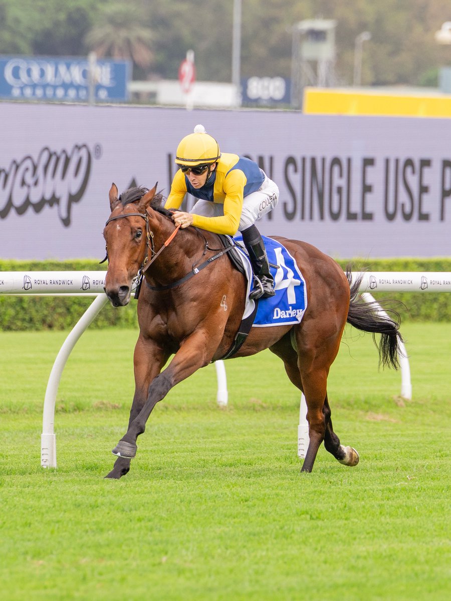 BBakerRacing's tweet photo. PARADOXIUM - a showcase of talent &amp; constitution in winning the G2 Todman and cementing his place in the Golden Slipper. 

A great ride from Jason Collett who has loved him since day one. Bring on the 21st for this well bred son of Extreme Choice 💪🏻 https://t.co/Sc0ZzQgZIx