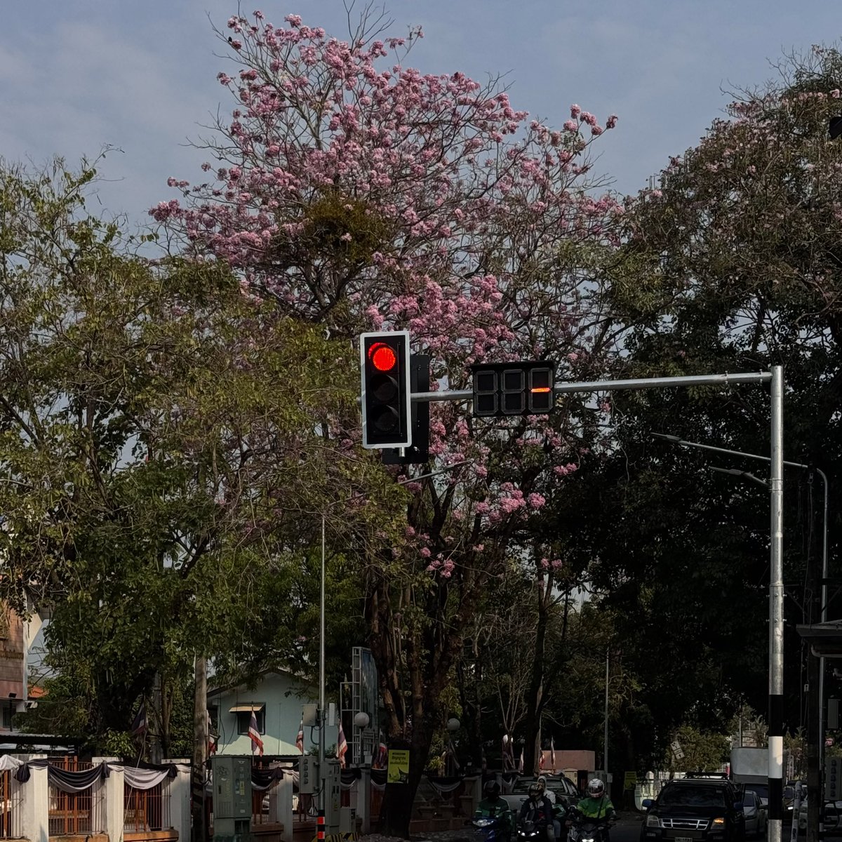 ดอกไม้ที่บานฤดูร้อนมีแต่สีน่ารักๆ