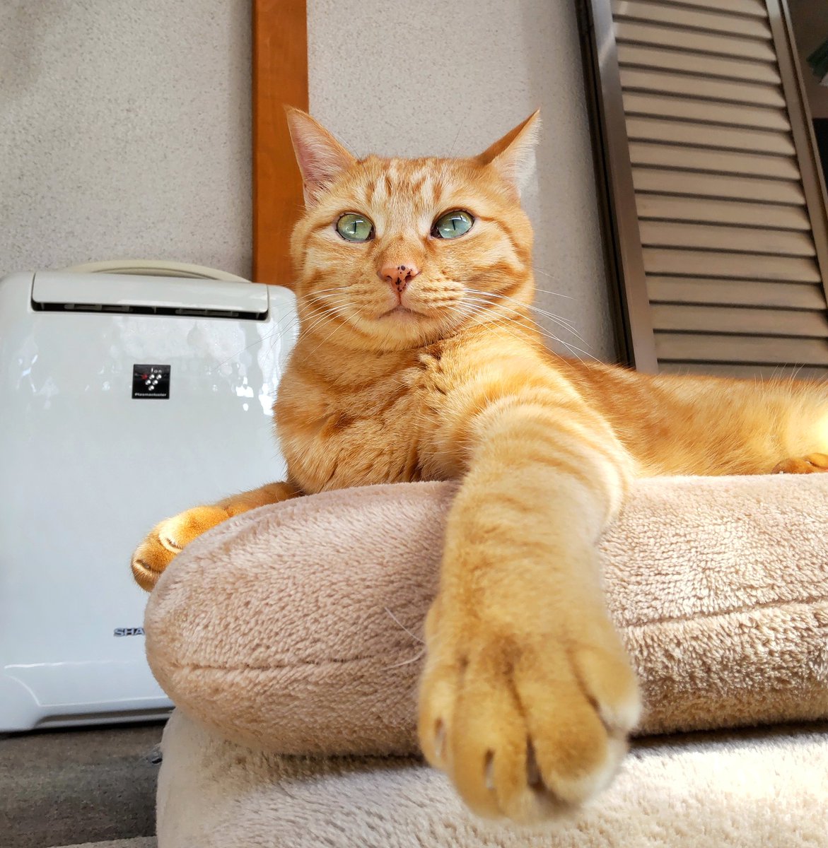 gigichapo's tweet photo. かわいい🥳🦸✨
#猫 https://t.co/QPXri5nNhh