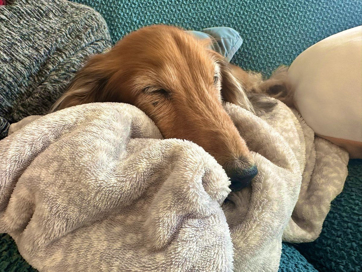 めぇコム tweet media