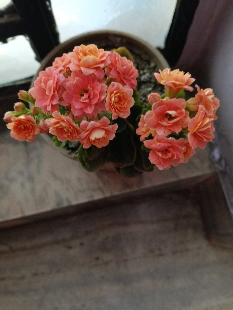 Jhinuk Bhattacharya tweet media