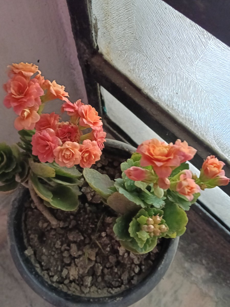 Jhinuk Bhattacharya tweet media