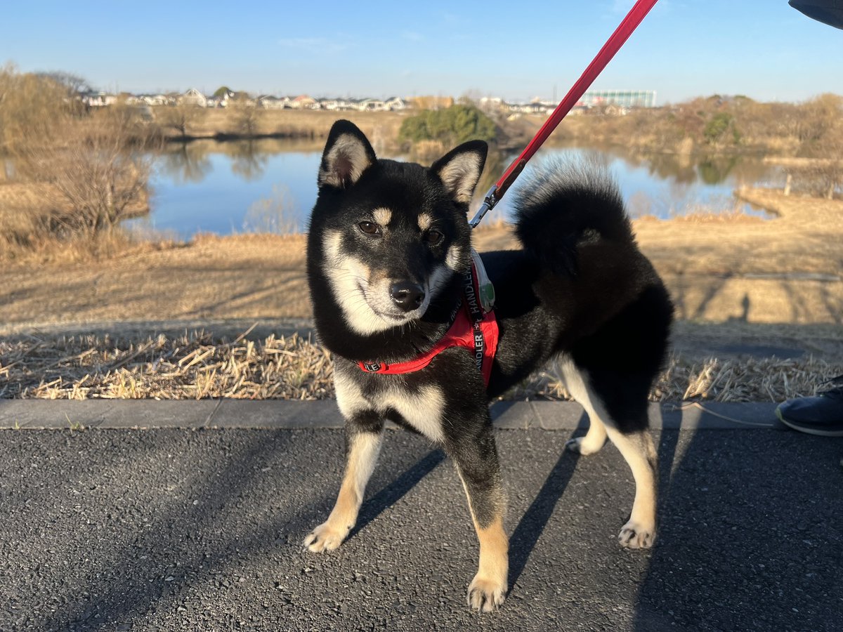 ピュアテック 皇帝ペンギン様 tweet media