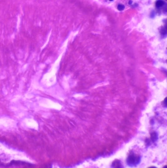 Brown Pathology and Laboratory Medicine tweet media