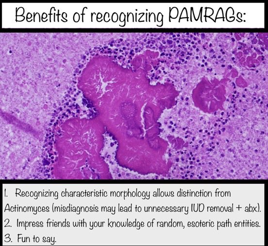Brown Pathology and Laboratory Medicine tweet media