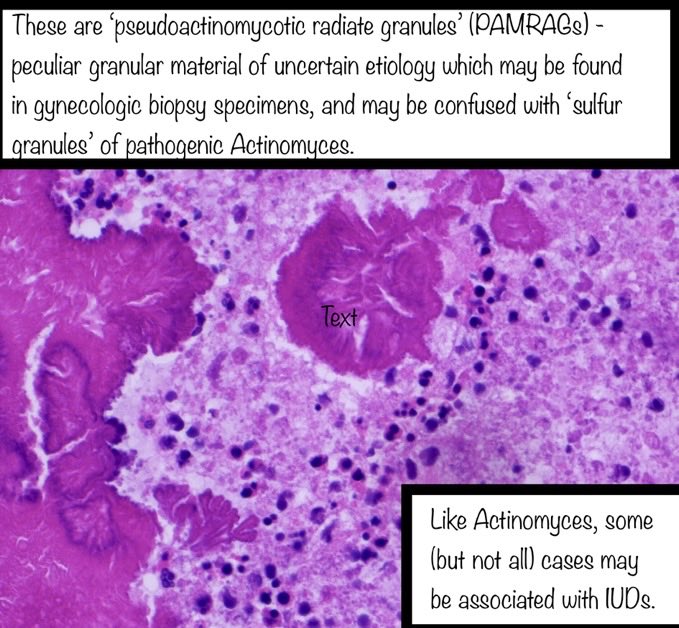 Brown Pathology and Laboratory Medicine tweet media