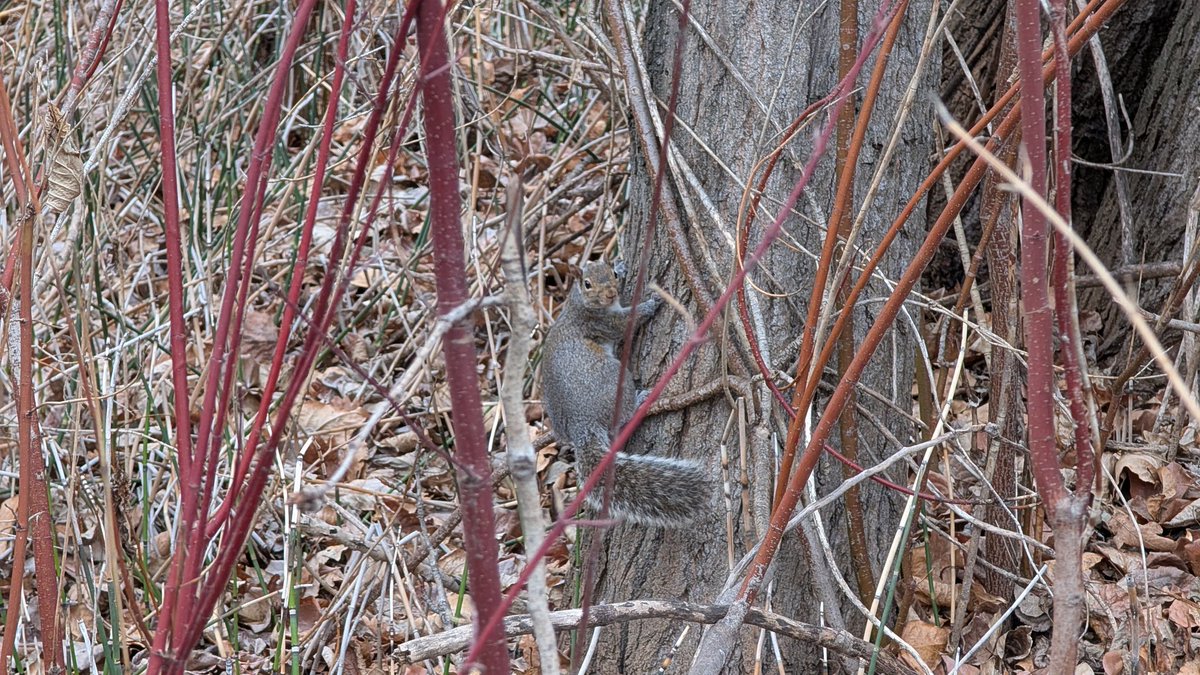 Raymond Langille tweet media