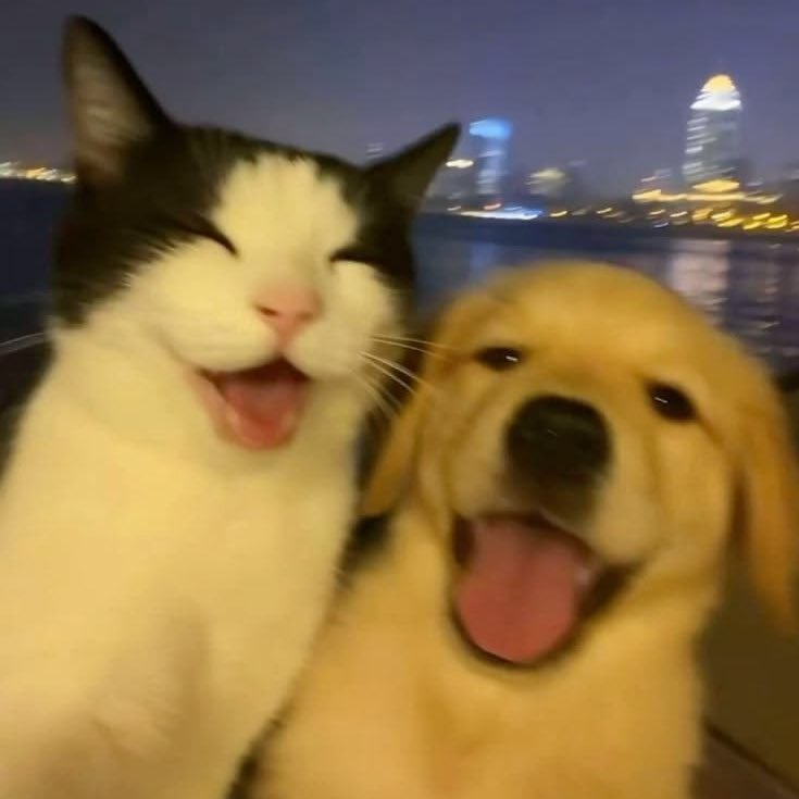 ₍^ >⩊< ^₎Ⳋ ૮₍ ˶ᵔ ᵕ ᵔ˶ ₎ა