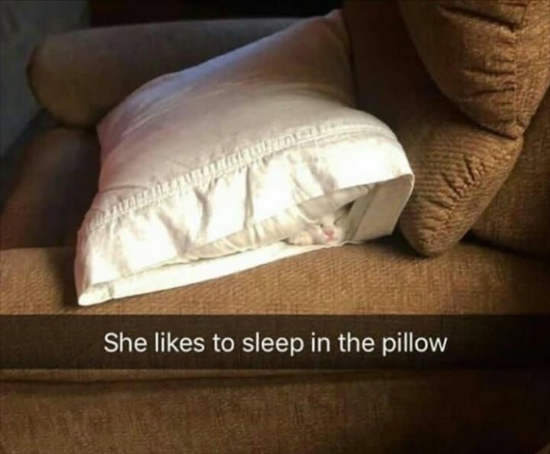 smol silly cat tweet media