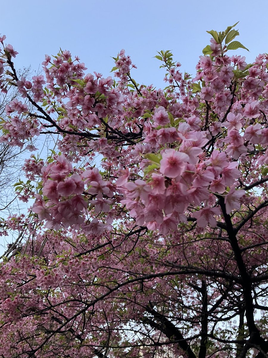 雨の後の北の丸公園🌸🌸🌸
夕暮れ、河津桜に集まってたのは蜜を吸いに来た賑やかな鳥さんグループと、人間ひとり(私)😆