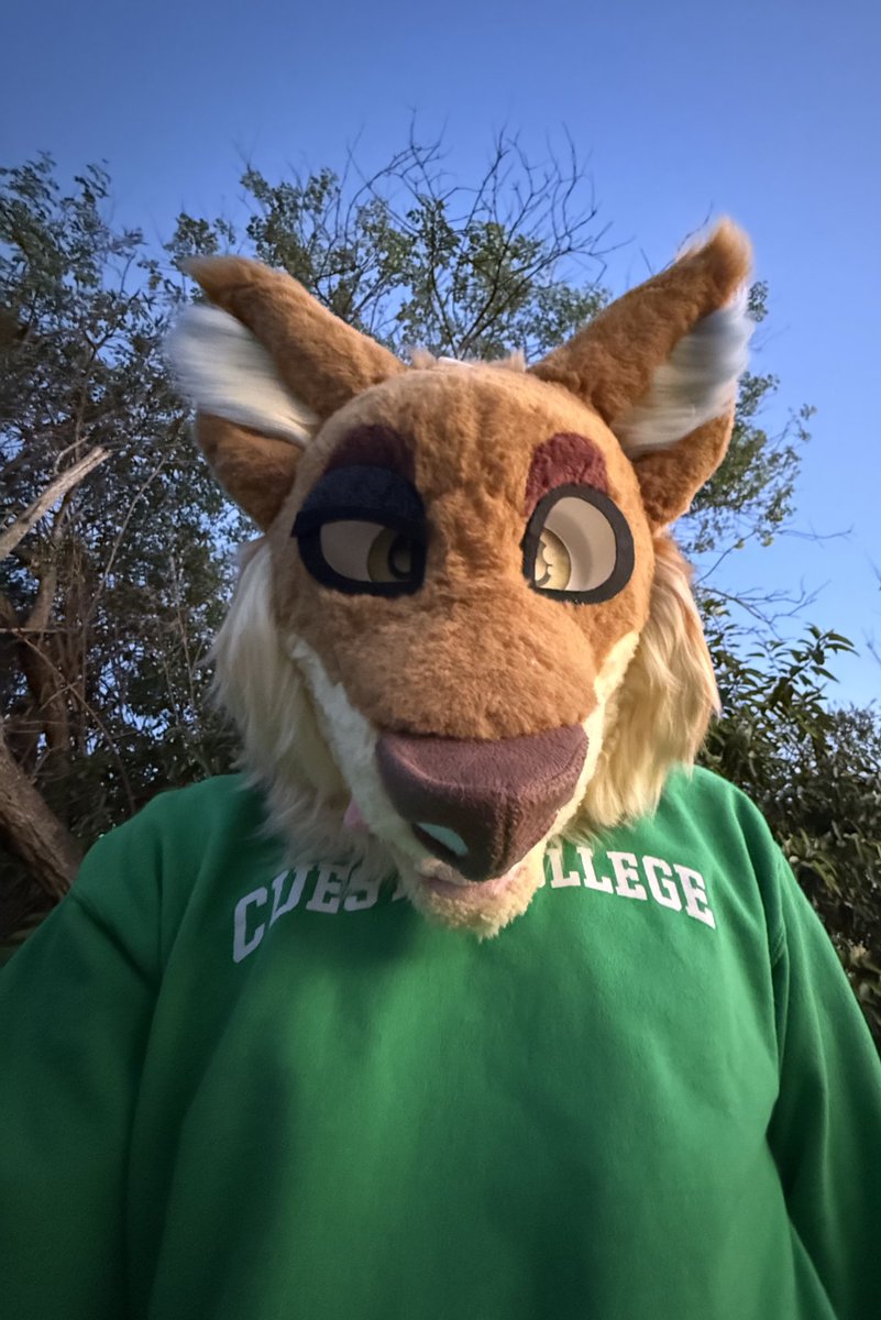 Bullet Woofs 🦴 tweet media