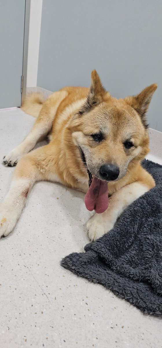 Kal Dingo tweet media