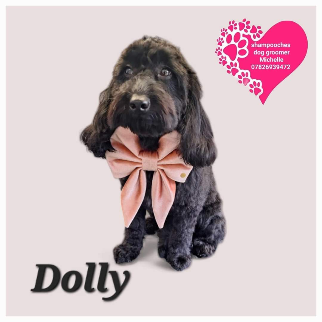 MissingPetsGB's tweet image. Two years ago today DOLLY slipped her lead while on a walk.

Dolly is still #missing, believed a victim of #theftbyfinding 

Dolly was last seen in Heysham #Lancashire #la3 on 7 March 2024