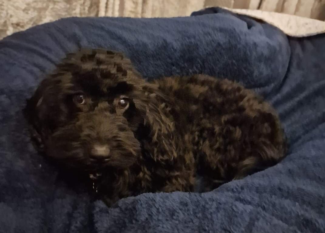 MissingPetsGB's tweet image. Two years ago today DOLLY slipped her lead while on a walk.

Dolly is still #missing, believed a victim of #theftbyfinding 

Dolly was last seen in Heysham #Lancashire #la3 on 7 March 2024