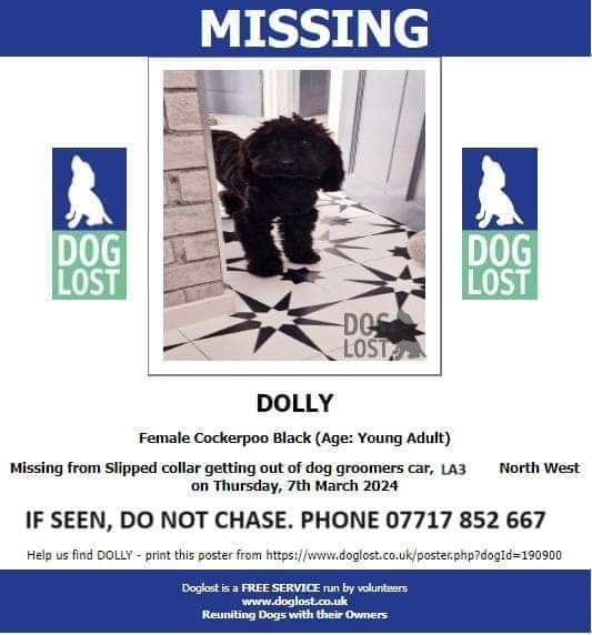 MissingPetsGB's tweet image. Two years ago today DOLLY slipped her lead while on a walk.

Dolly is still #missing, believed a victim of #theftbyfinding 

Dolly was last seen in Heysham #Lancashire #la3 on 7 March 2024