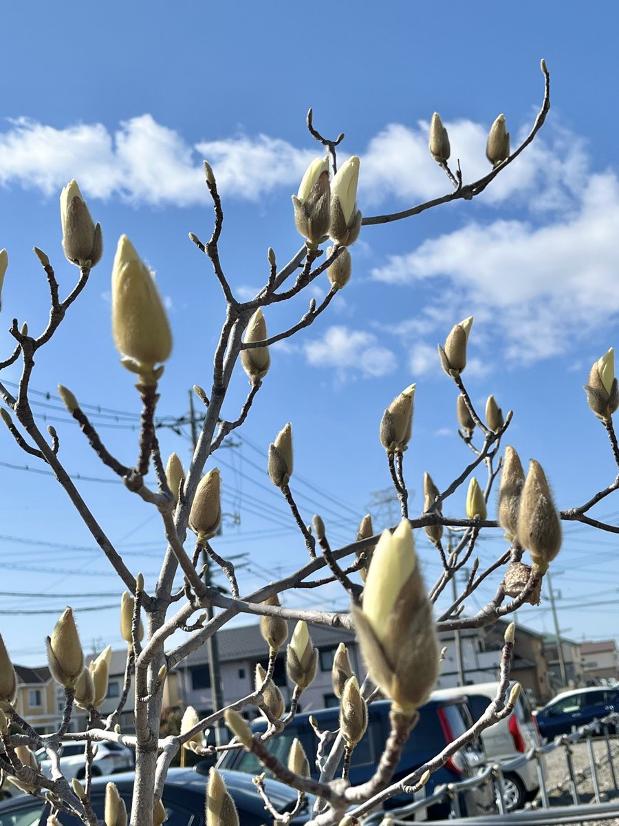 うをのめをぎん tweet media