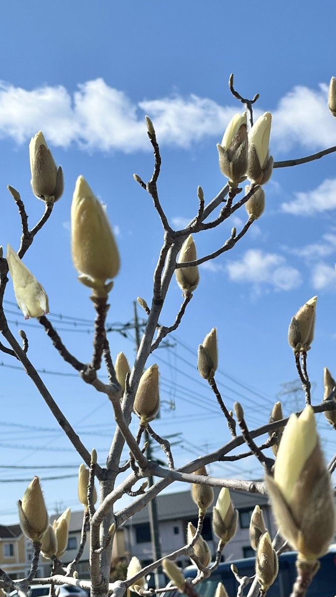 うをのめをぎん tweet media