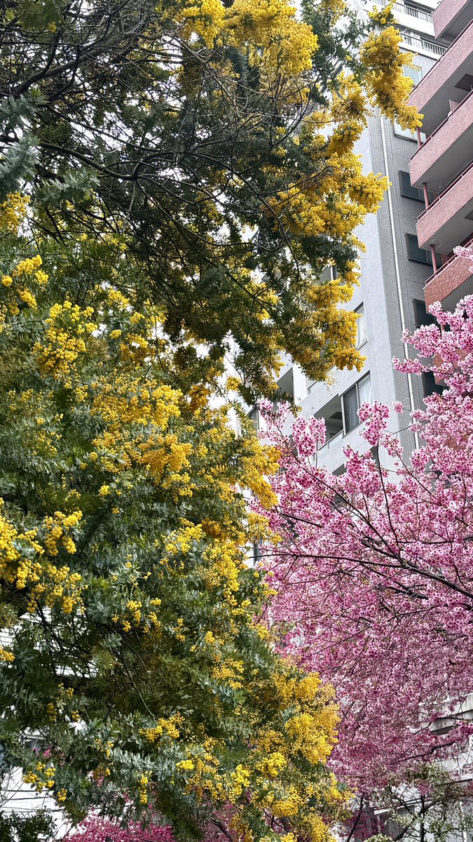 chia_kitkat's tweet photo. 昨日午前8時半の蔵前神社💛🩷☘️
ミモザと早咲の桜のコントラストがとても美しかった。
出勤前の限られた時間で
どのスポットが綺麗に撮れるのかわからなかった。並ばずに観れました。 https://t.co/PxBZmOLWup