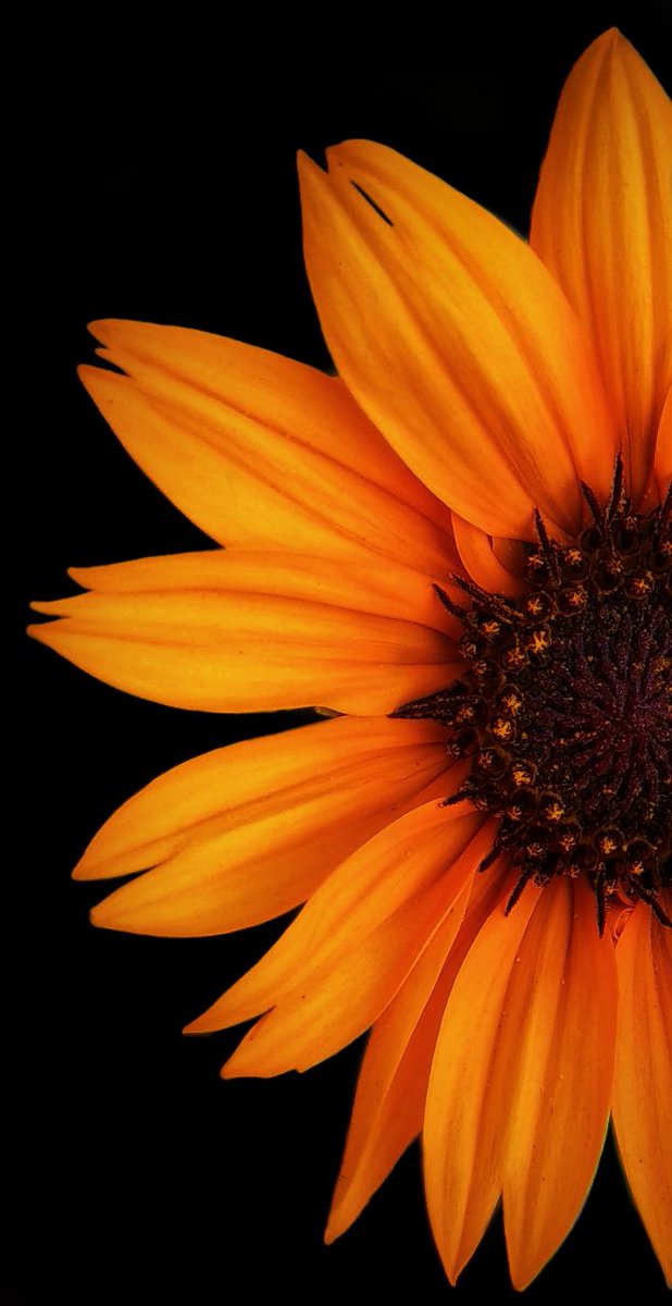 Phonenurd's tweet image. Since everyone seems worried about MFD on the new Galaxy S26 ultra here are some close up shots . 
Expert raw + Lightroom 
#ShotOnSnapdragon 
#withGalaxy