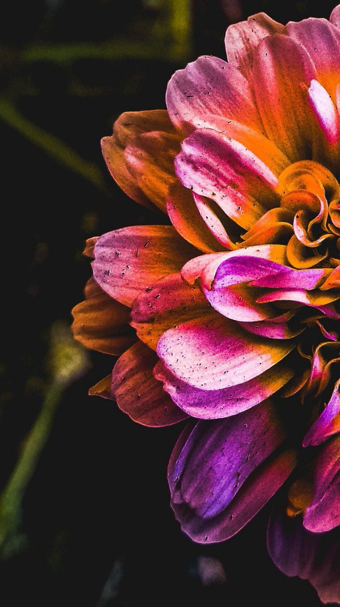 Phonenurd's tweet image. Since everyone seems worried about MFD on the new Galaxy S26 ultra here are some close up shots . 
Expert raw + Lightroom 
#ShotOnSnapdragon 
#withGalaxy