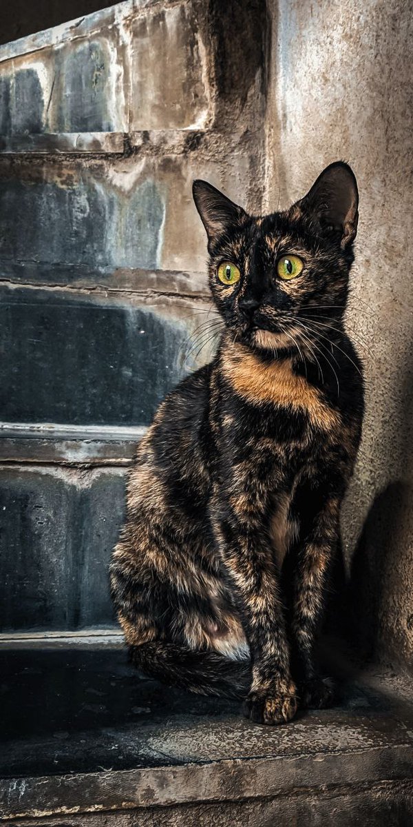 Phonenurd's tweet image. Since everyone seems worried about MFD on the new Galaxy S26 ultra here are some close up shots . 
Expert raw + Lightroom 
#ShotOnSnapdragon 
#withGalaxy