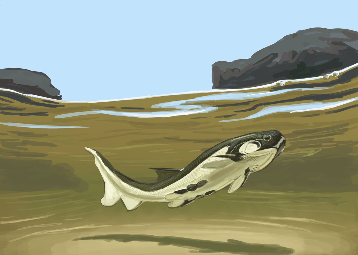 JoschuaKnuppe's tweet photo. Results from the Flocking #paleostream! 
Megamastax, Ornitholestes, Tanyka and Eosteus https://t.co/OvvWtHLlcB