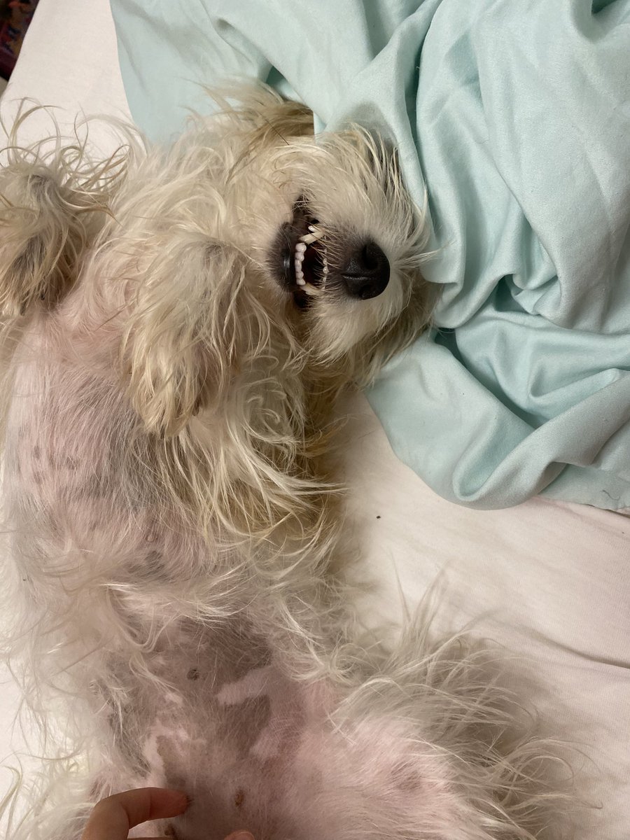 jungnkuu's tweet photo. hasta hace 2 meses le compre su cepillito de dientes y pastita dental porque tenia terrible olor a ojete https://t.co/NU3KLmbawg