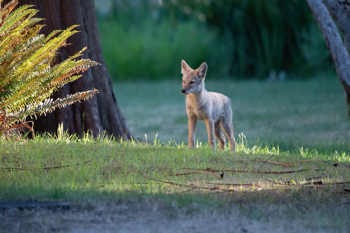 [🔗](api.tinyfox.dev/hourly/yotes/1…)