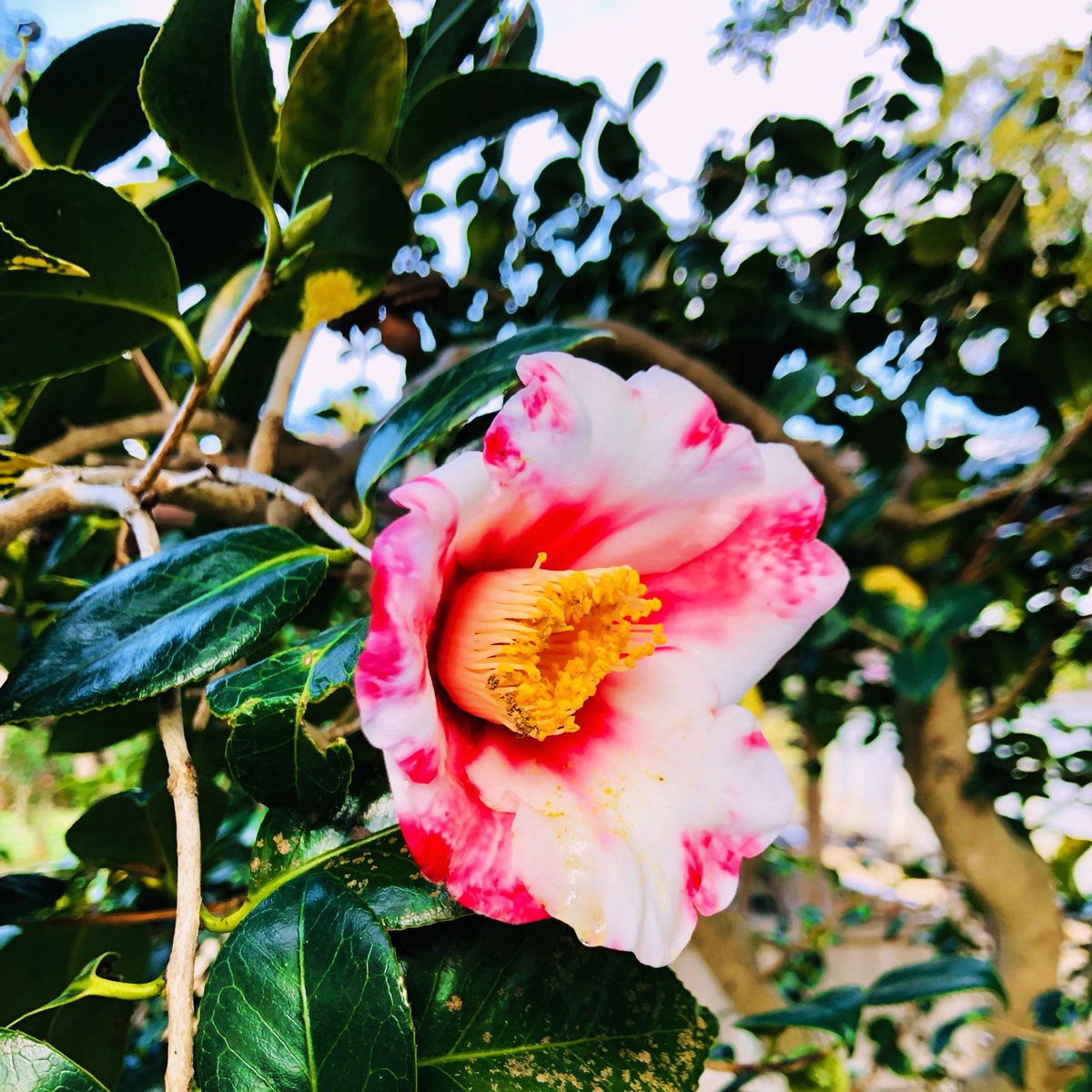 Yukiko Matsuoka tweet media