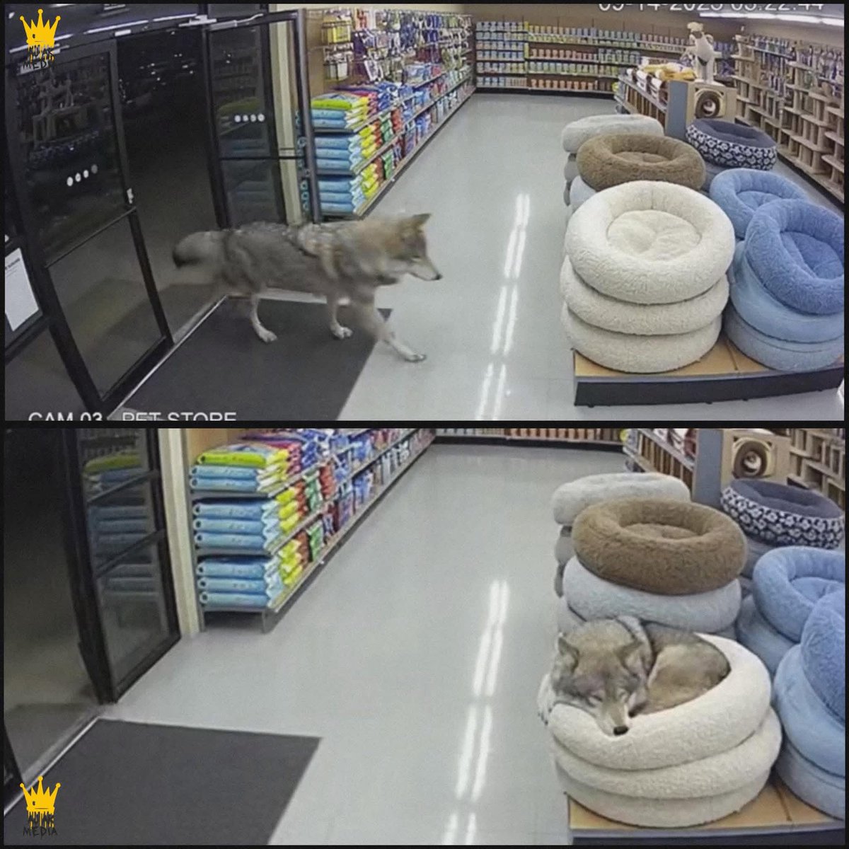 A wild wolf wandered into a pet store, then did the most “dog” thing possible and melted everyone watching.

Late one night in Oregon, a pet store was quiet and nearly empty when the security guard noticed movement near the entrance. At first glance it looked like a large husky