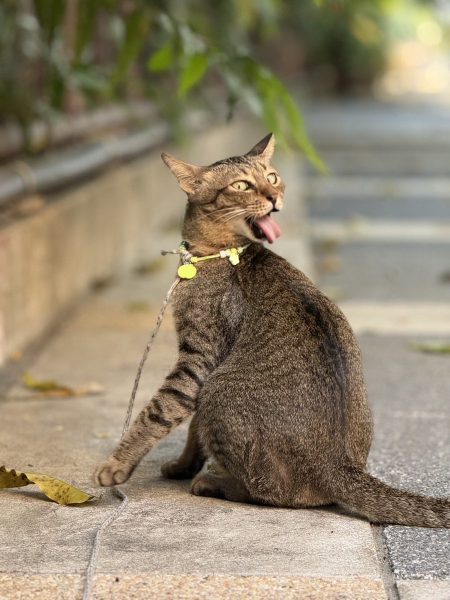 จะหาบ้านให้ตัวน้อยทุกวัน 😋 วันนี้คาบโบโลน่าด้วย น่ารักสุดๆๆ