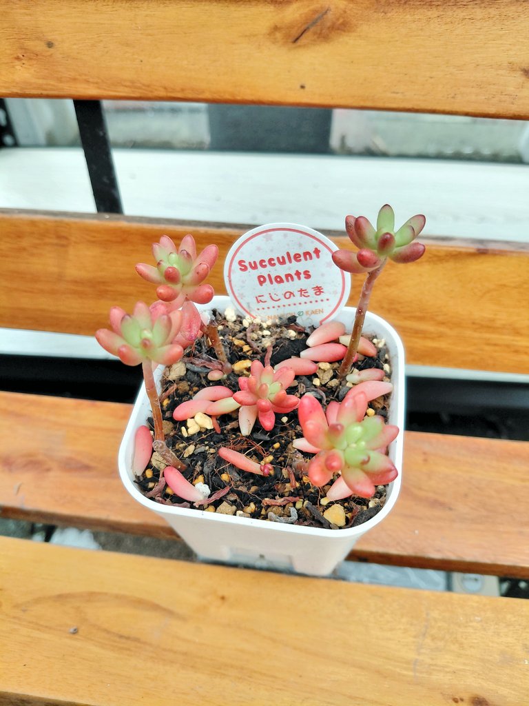 ぱっちゅーた tweet media