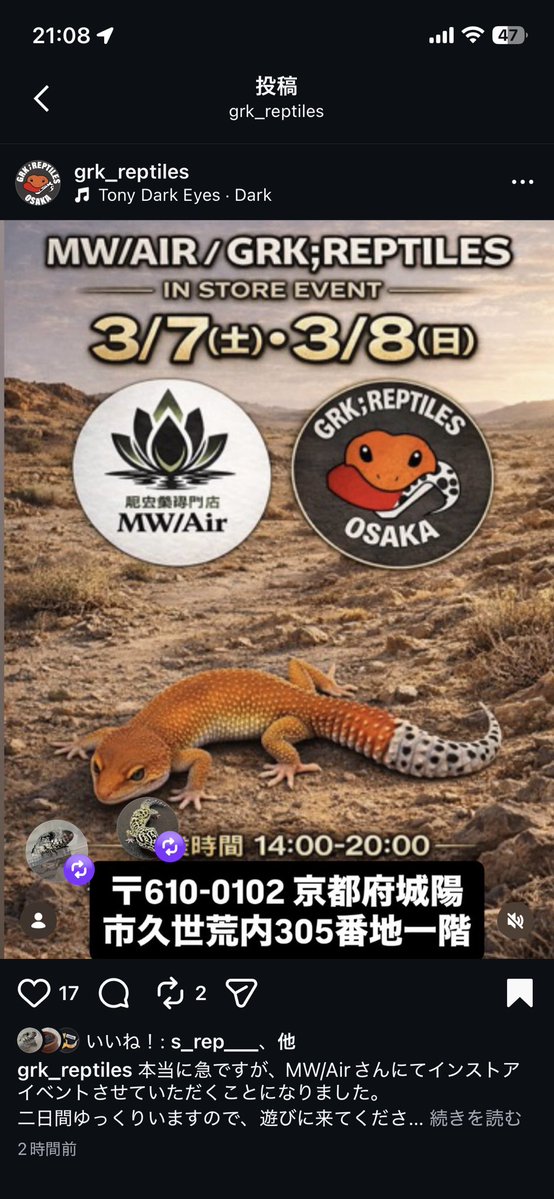 Easy Love Gecko.(y.higashi226) tweet media